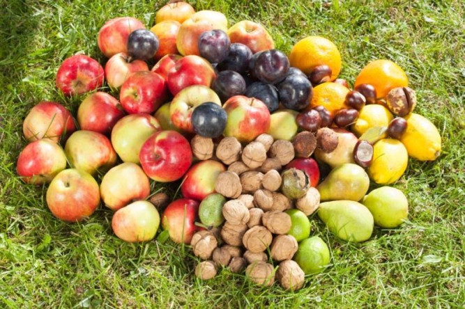 Плодосборник GARDENA 03108-20.000.00 в Екатеринбурге