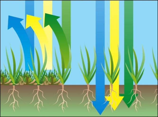 Скарификатор-аэратор электрический GARDENA EVC 1000 04068