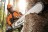 Бензопила STIHL MS 661 С-M Logosol 11440113004
